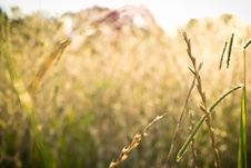 Dry Grass Background With Light Of A Sunny Afternoon Royalty Free Stock Photography