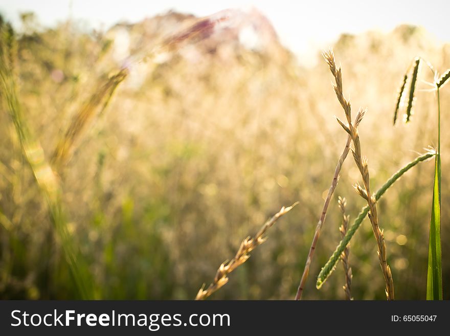 Dry Grass Background With Light Of A Sunny Afternoon