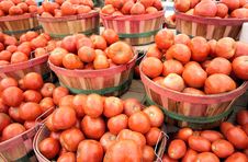 Tomatoes Royalty Free Stock Photography Tomatoes Royalty Free Stock Photography