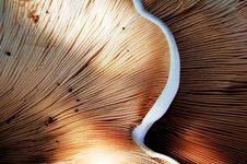 Mushrooms Royalty Free Stock Photos Mushrooms Royalty Free Stock Photos