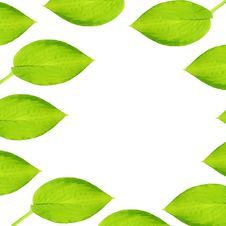 Hosta Leaf Abstract Stock Photography