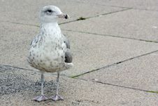 Curious Seagull Stock Photo Curious Seagull Stock Photo