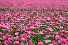 Poppy Royalty Free Stock Photos Poppy Royalty Free Stock Photos