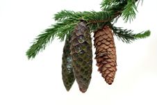 Fir-cones Royalty Free Stock Photography Fir-cones Royalty Free Stock Photography