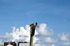 Birds On A Nest Royalty Free Stock Photography Birds On A Nest Royalty Free Stock Photography