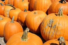 Pumpkins Royalty Free Stock Photos Pumpkins Royalty Free Stock Photos
