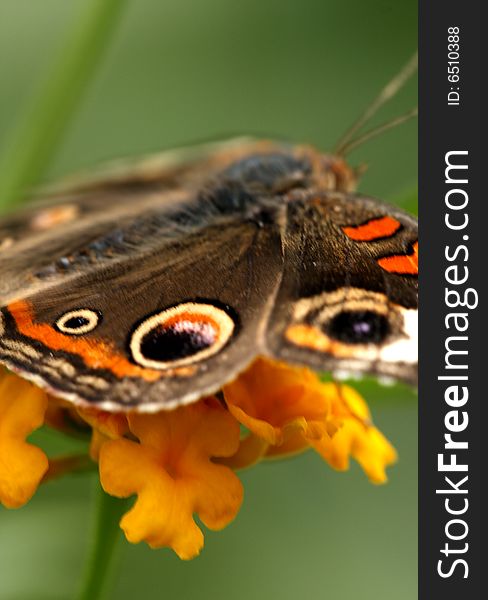 Buckeye junonia coenia butterfly on a flower at the Bronoz zoo. Buckeye junonia coenia butterfly on a flower at the Bronoz zoo