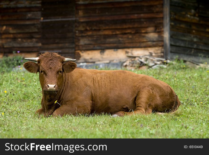 Young bull resting after a meal