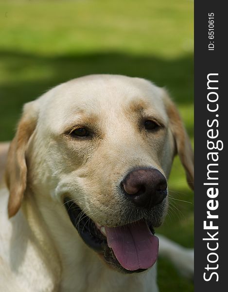 Face of Yellow Labrador Retriever Dog. Face of Yellow Labrador Retriever Dog