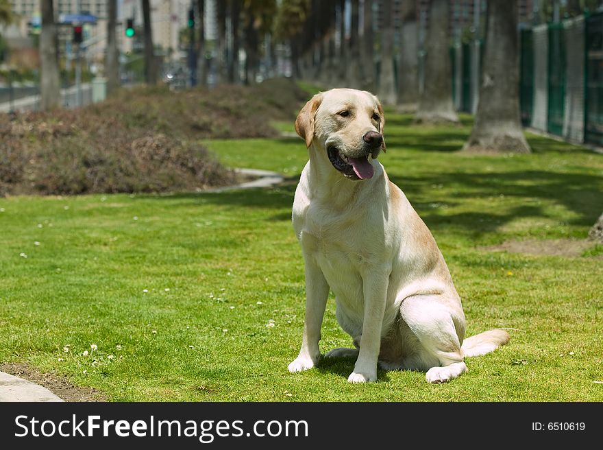 Face of Yellow Labrador Retriever Dog. Face of Yellow Labrador Retriever Dog