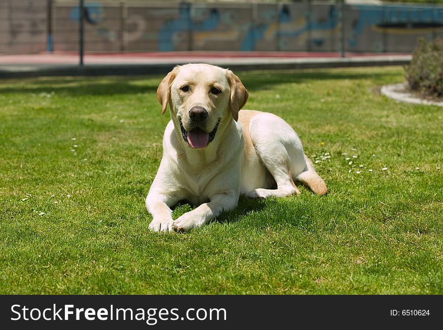 Labrador dog laying on the grass in a park. Labrador dog laying on the grass in a park