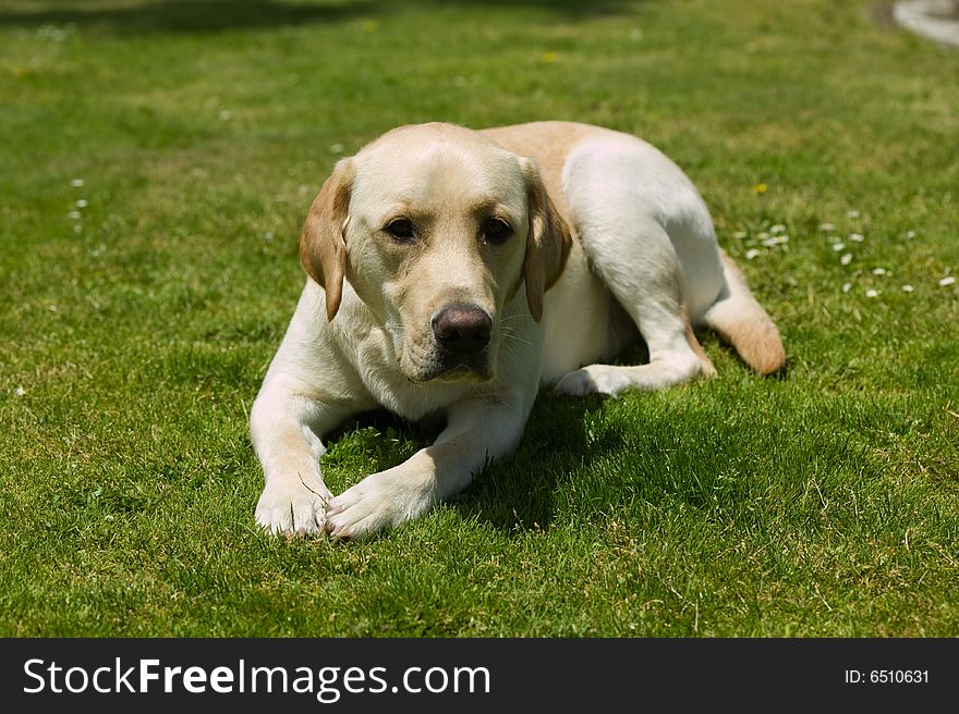 Labrador dog laying on the grass in a park. Labrador dog laying on the grass in a park
