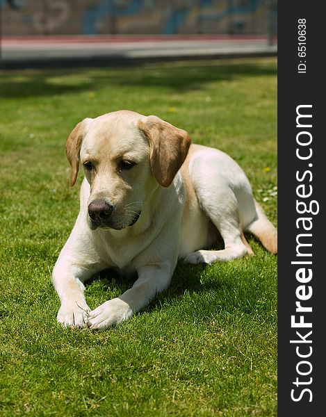 Labrador dog laying on the grass in a park. Labrador dog laying on the grass in a park