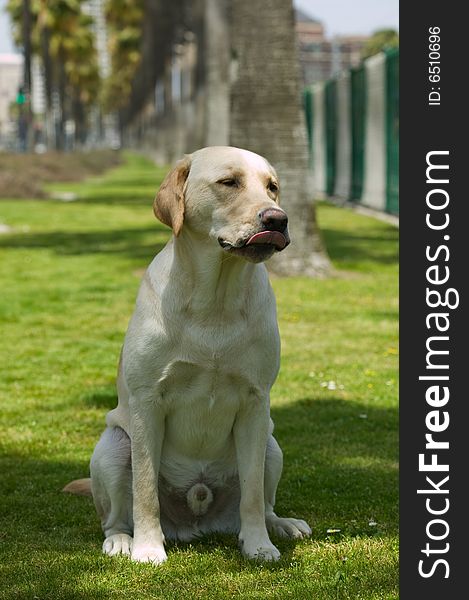 Face of Yellow Labrador Retriever Dog. Face of Yellow Labrador Retriever Dog