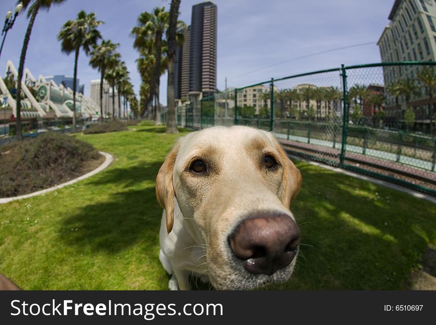 Curious Yellow Labrador in a urban environment photographed with a fish eye lens. Curious Yellow Labrador in a urban environment photographed with a fish eye lens