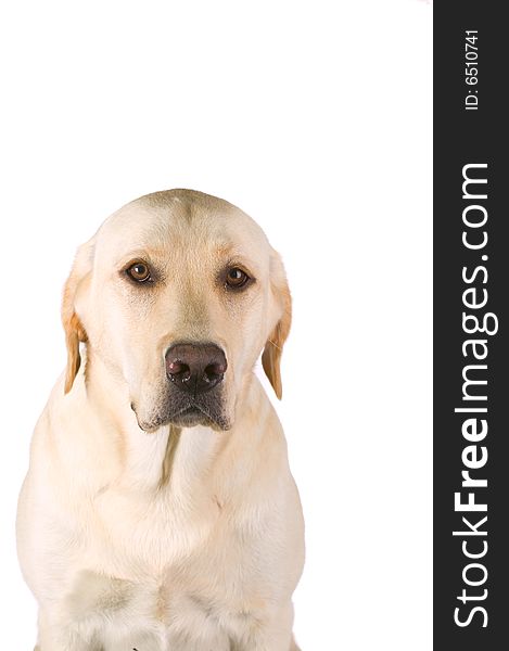 Labrador Retriever on a white background