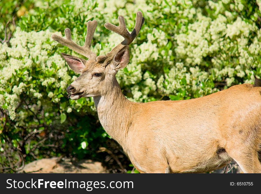 A Buck Mule Deer in the mountains of Lake Tahoe