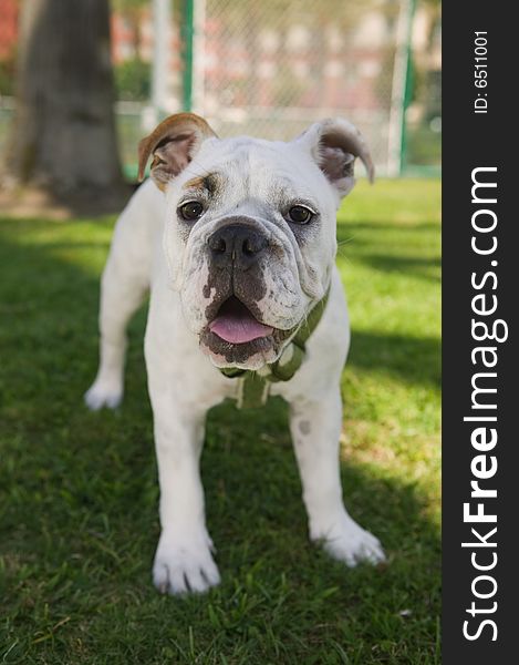 Bulldog standing on green grass in the park. Bulldog standing on green grass in the park