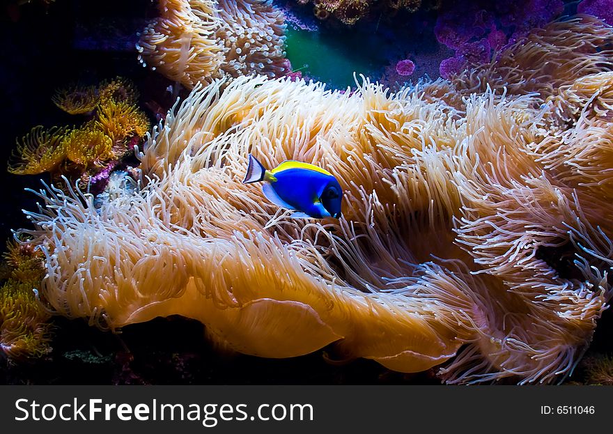 Photo of a fish and anemone. Photo of a fish and anemone