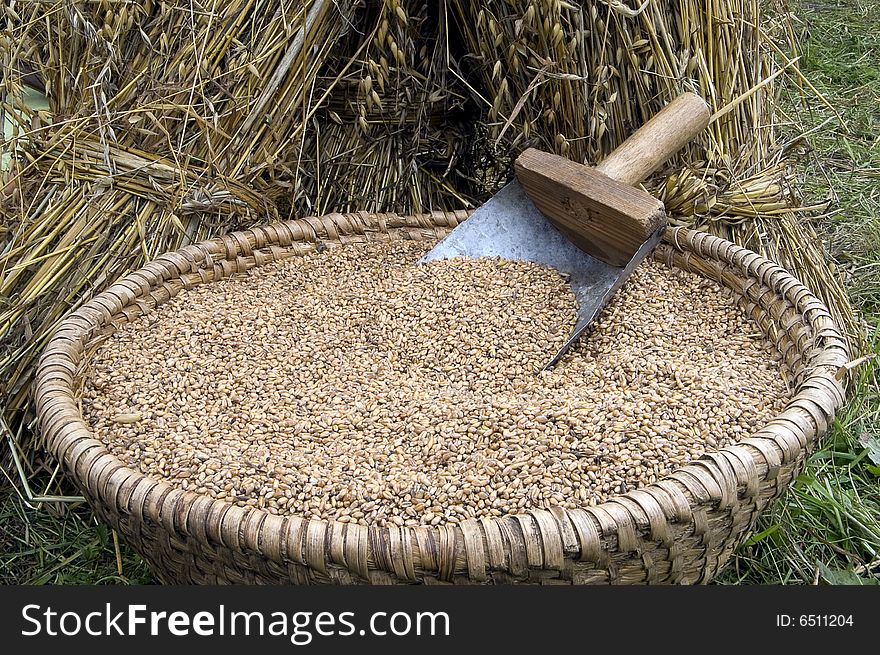 Rye grain in a handmade basket. Rye grain in a handmade basket