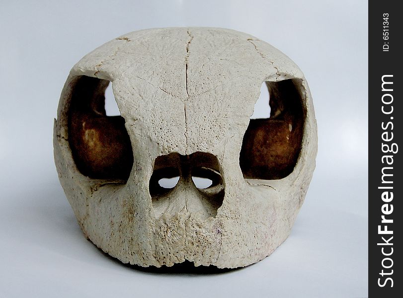 Skull