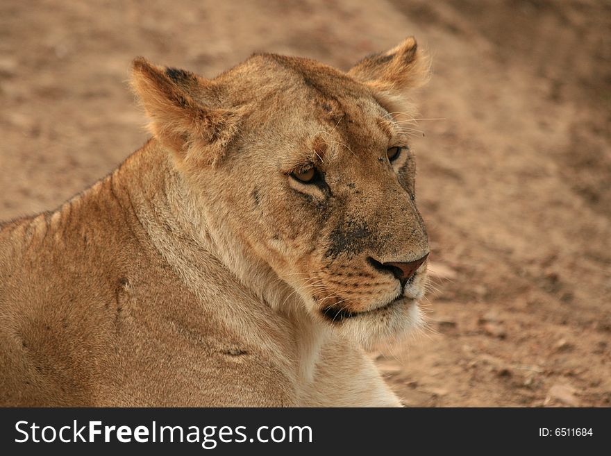 A photo of a lion taken in a kenyan safari. A photo of a lion taken in a kenyan safari