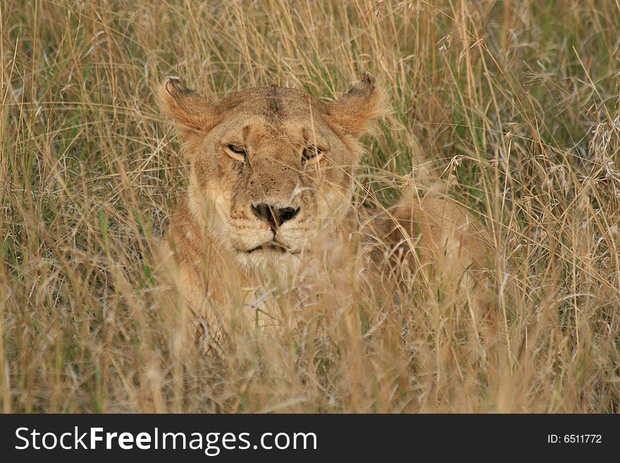 A photo of a lion taken in a kenyan safari