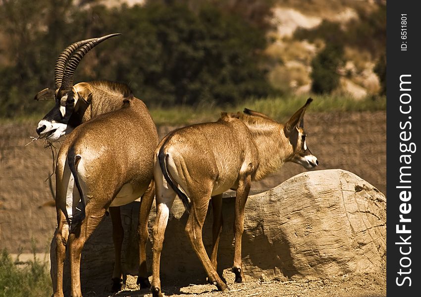 This is a picture of a male and female gemsbok at San Diego Wild Animal Park. This is a picture of a male and female gemsbok at San Diego Wild Animal Park.