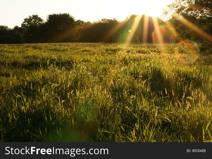 A grass field with bright sun flare. A grass field with bright sun flare