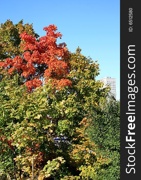 Autumn city landscape in a sun day