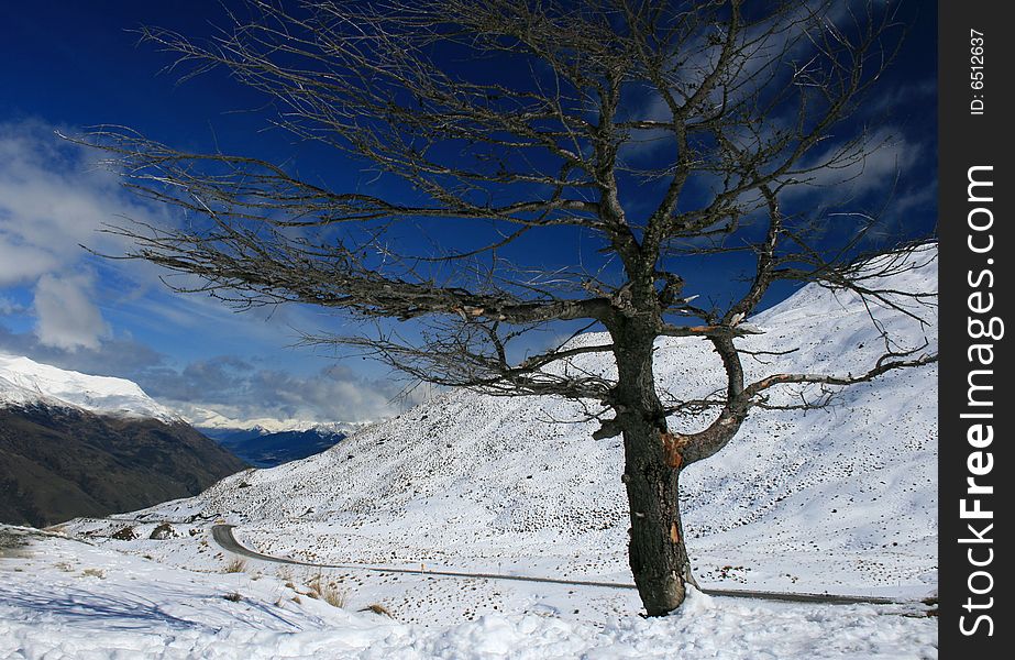 High altitude bare tree on the snowy Crown Range pass, New Zealand. High altitude bare tree on the snowy Crown Range pass, New Zealand