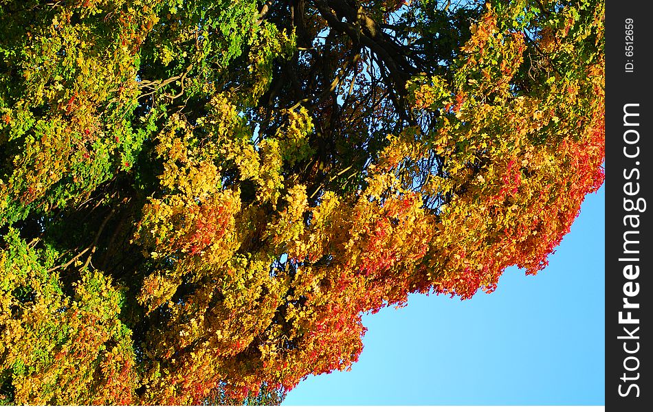 Colorful leaves on a tree - autumn scenery. Colorful leaves on a tree - autumn scenery