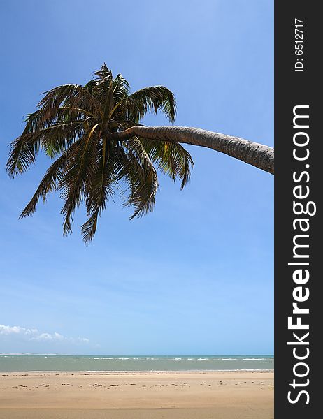 Palm tree laying in the beach sand. Palm tree laying in the beach sand