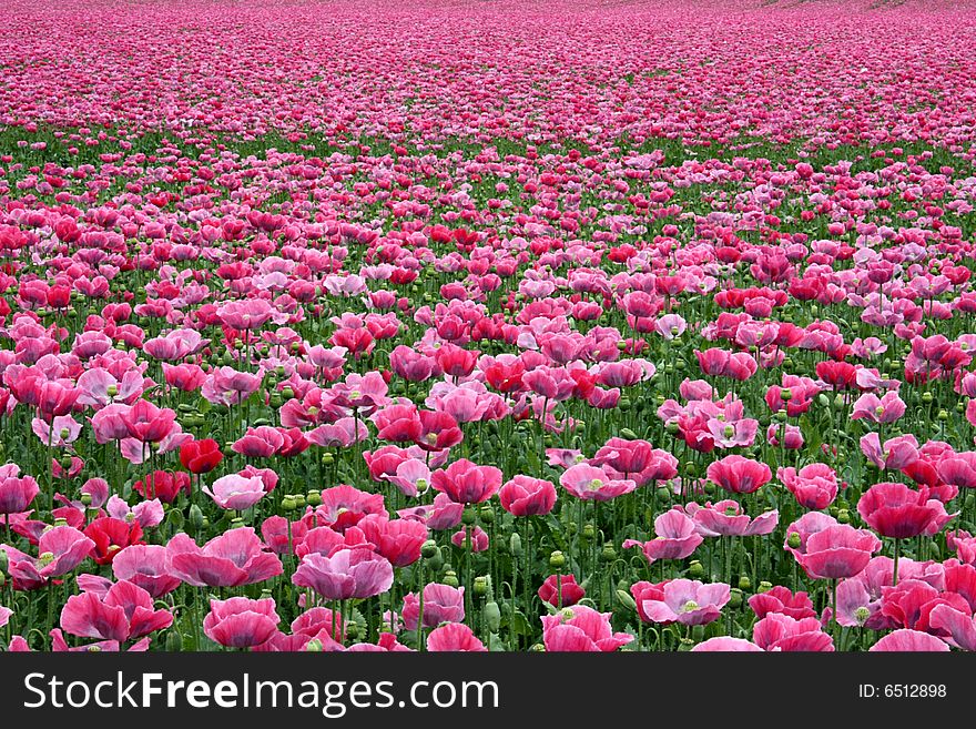 The field of red poppy