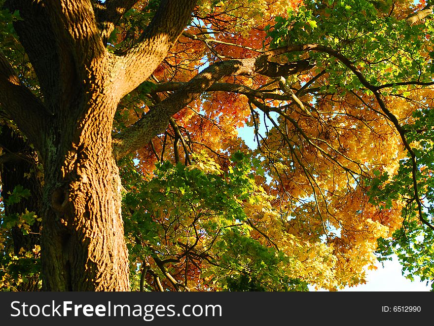 Colorful leaves on a tree - autumn scenery. Focus on the leaves. Colorful leaves on a tree - autumn scenery. Focus on the leaves.