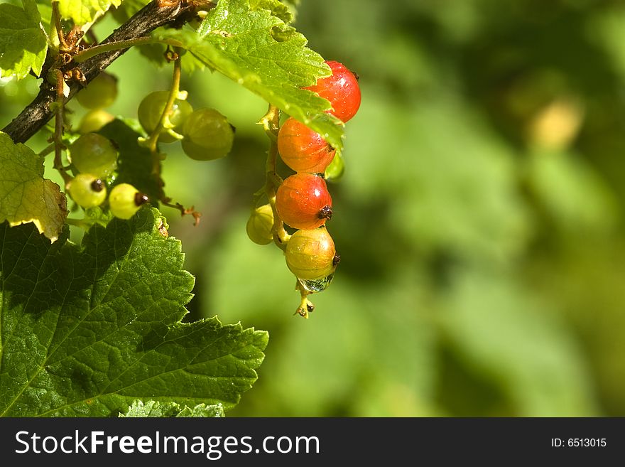 Cluster of a red currant with drops of dew against greens. Cluster of a red currant with drops of dew against greens