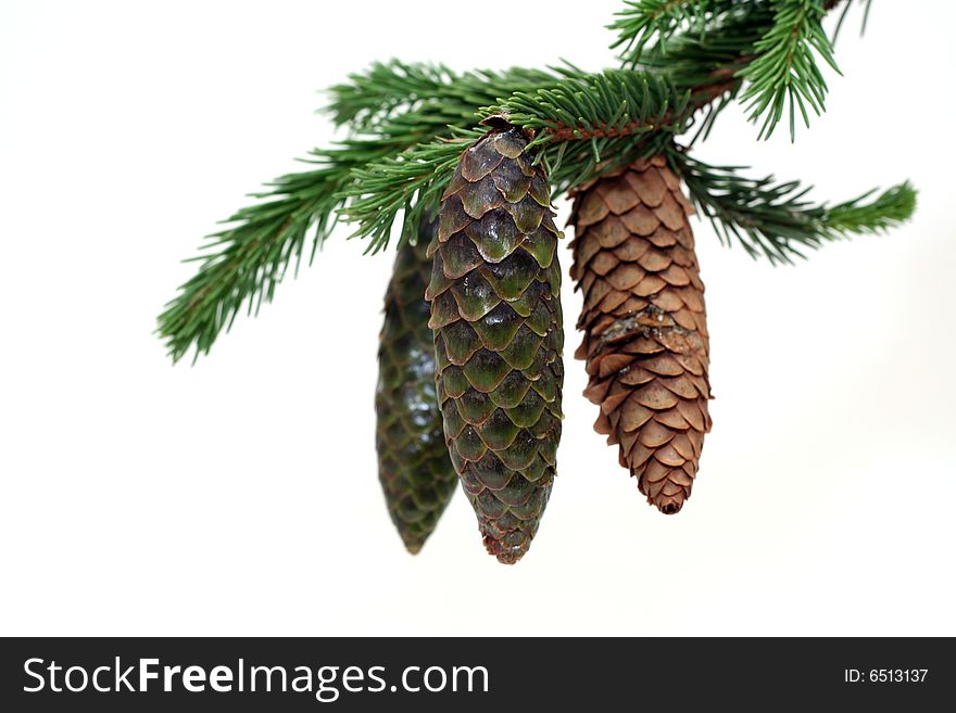 Three fir-cones on the branch