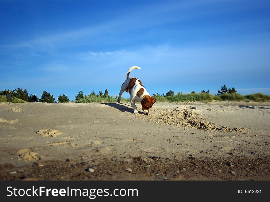 Play time at the beach. Play time at the beach