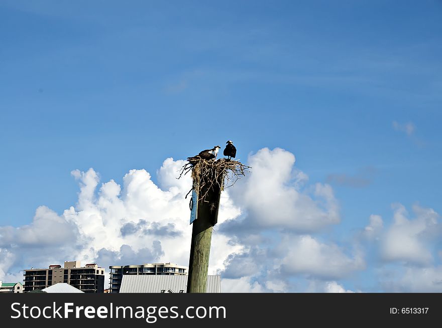 2 birds sitting on a nest resting on a pole high above the gulf of mexico. 2 birds sitting on a nest resting on a pole high above the gulf of mexico.