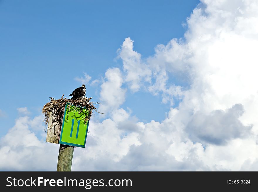 One bird sitting on a nest that is perched on a post marked with the number eleven surrounded by blue cloudy skies. One bird sitting on a nest that is perched on a post marked with the number eleven surrounded by blue cloudy skies