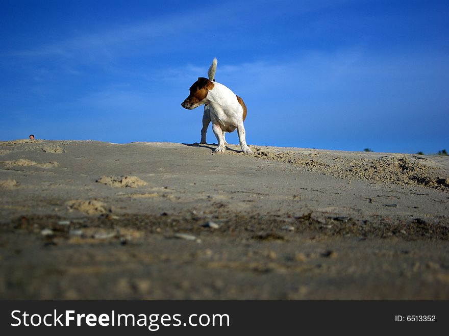 Play time at the beach. Play time at the beach