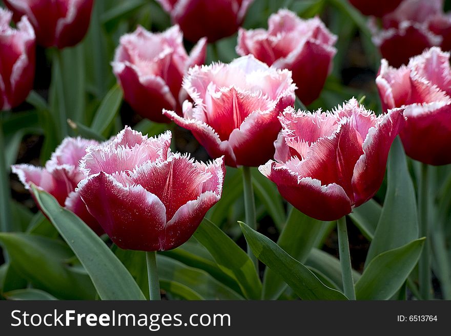 Big box of colored beautiful tulip. Big box of colored beautiful tulip