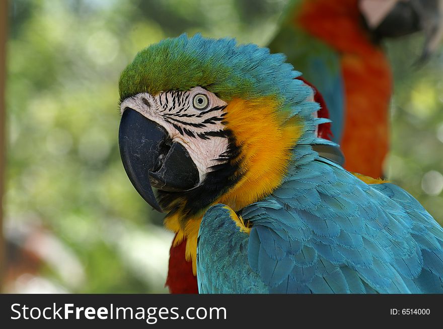 This is a beautiful and colorful bird. This is a beautiful and colorful bird