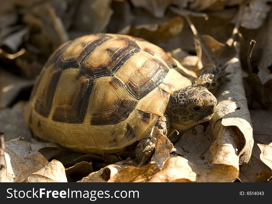 A brown turtle slowly creeps in dry foliage. A brown turtle slowly creeps in dry foliage