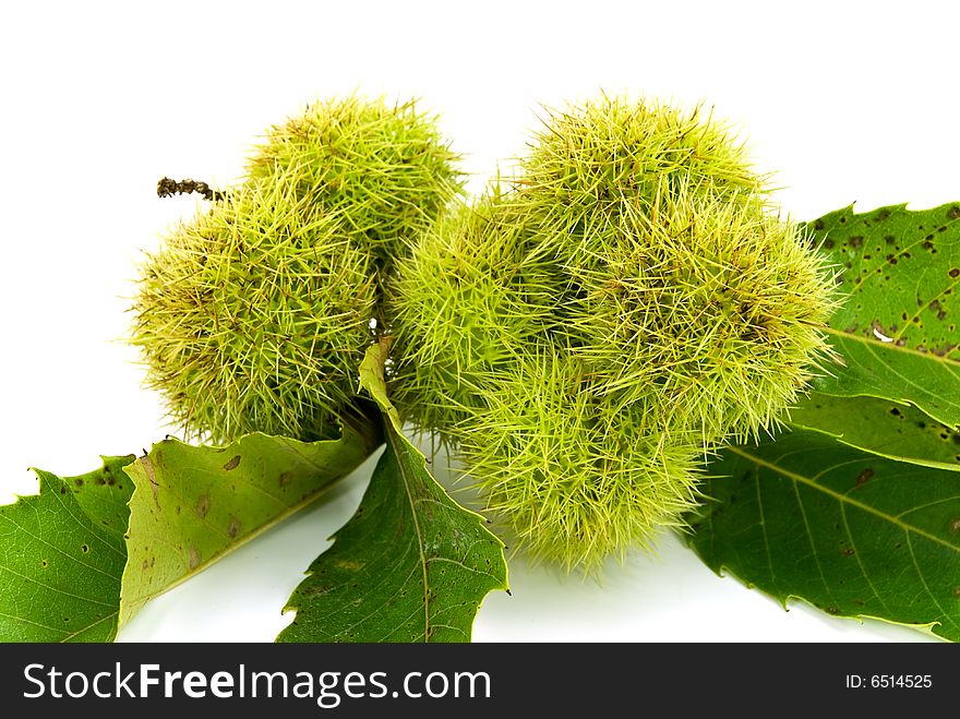 Edible, ripe chestnuts - isolated on white background.
