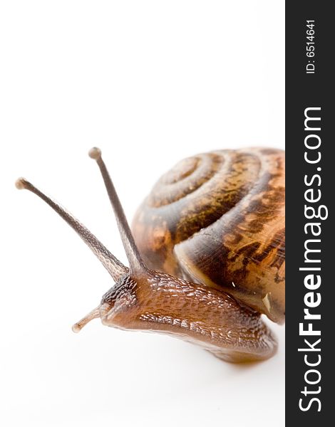 Small garden snail on a white background