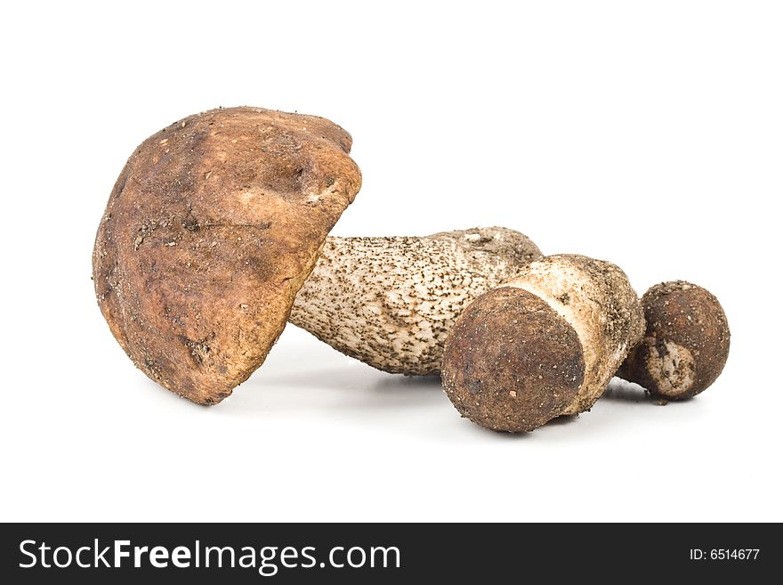 Brown cap boletus on a white background