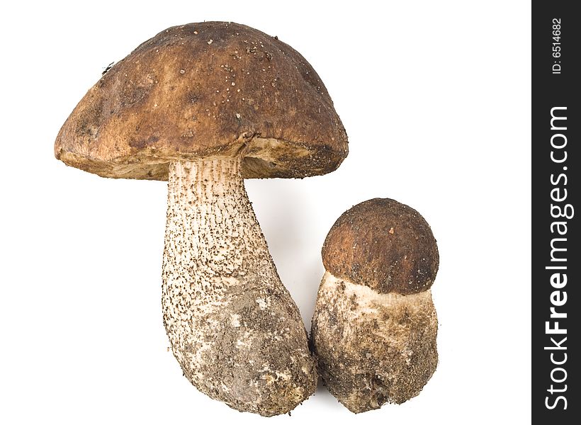 Brown cap boletus on a white background