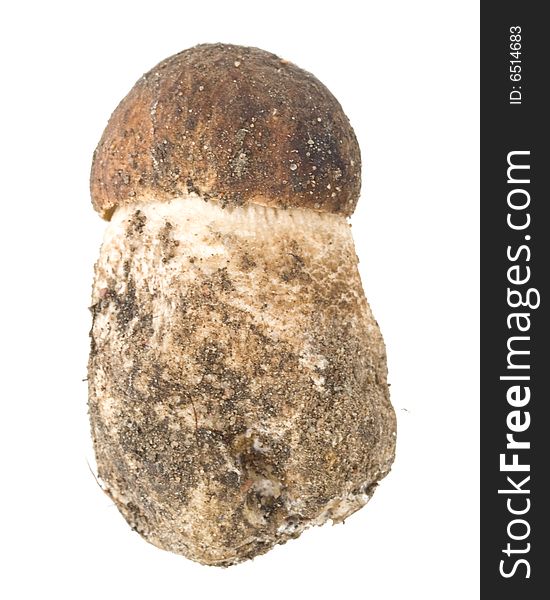 Brown cap boletus on a white background