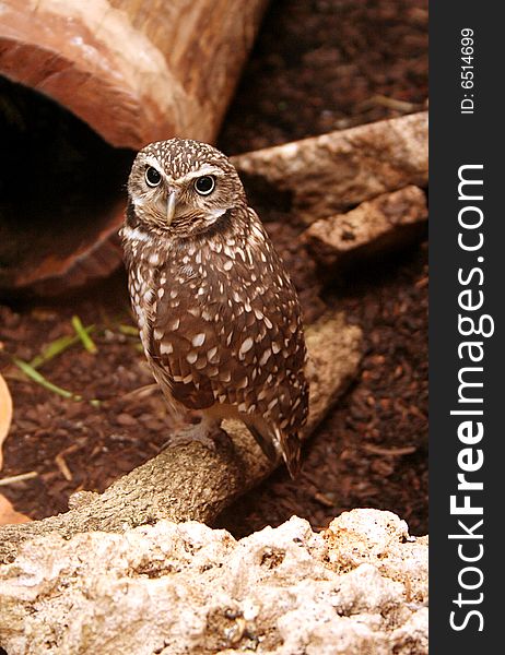 A small owl sits on a log in its habitat at the zoo.